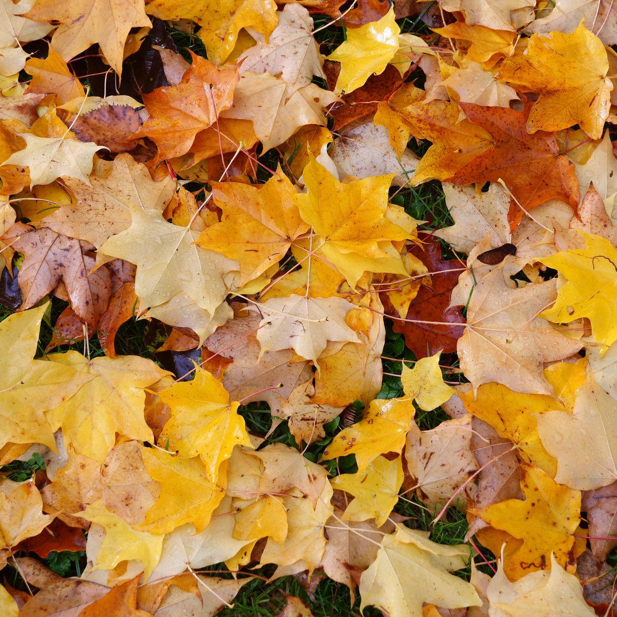 Spetchley Park tweet media