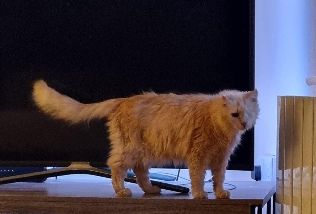 catslaveto4's tweet photo. The cat that is Lily still cannot get in her box as a protest she is blocking my veiwing of Resident Evil. These illegal immigrants are everywhere Hazel!
#getoutofmybox https://t.co/81VDuWi71n