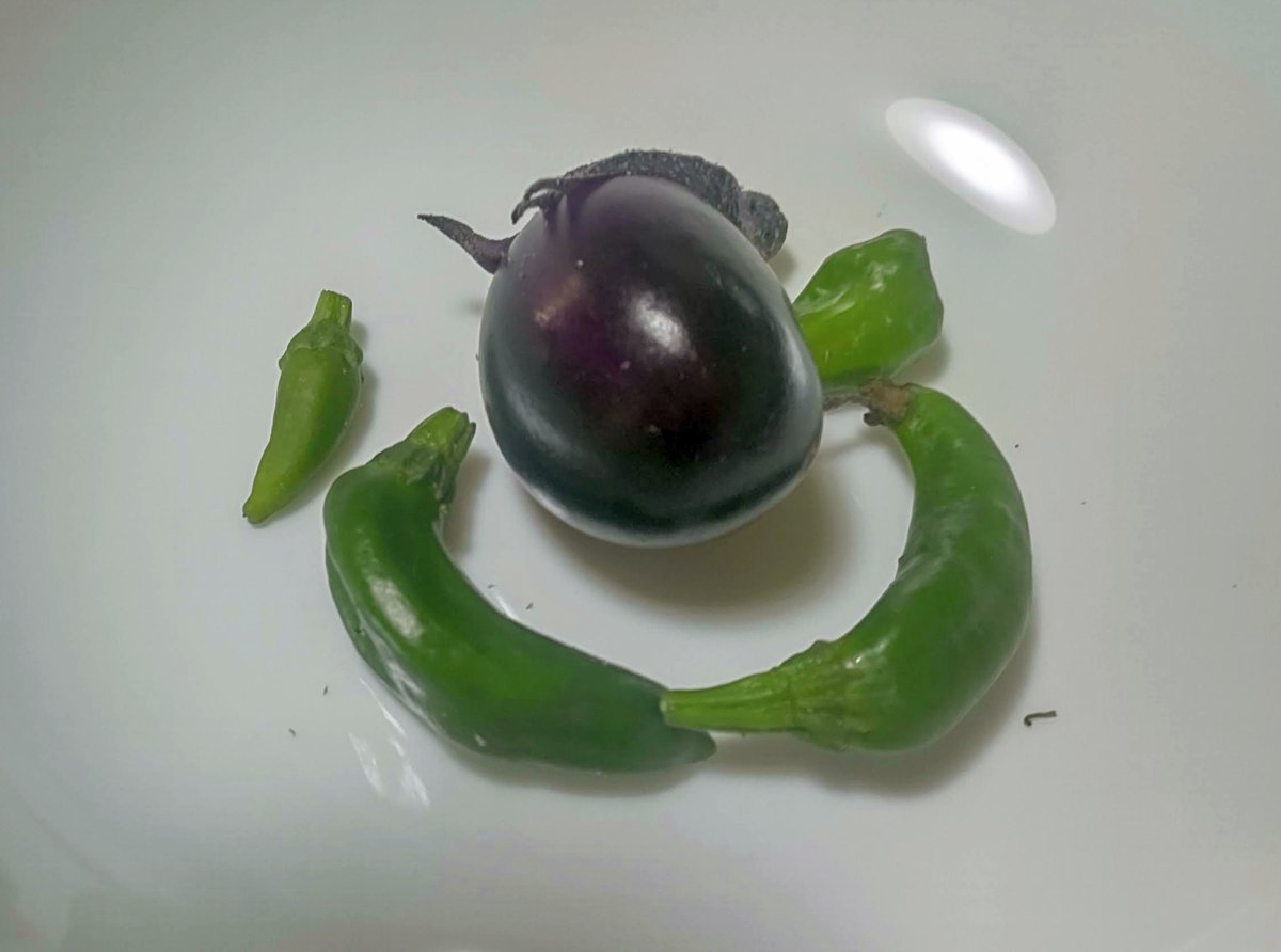 hitomihcx's tweet photo. 自宅バルコニーなプランターのホントに最後の収穫の獅子唐とお茄子を焼いたのと職場で作ってる聖護院大根の間引きのお漬物と茎のゴマ油炒め/2024.10.26
#ShishitoPepper #獅子唐 #シシトウ
#eggplant #茄子 #ナス
#WhiteRadish #大根 #聖護院大根
#BoiledFood #ゴマ油で炒めたん https://t.co/jtCdZL69G0