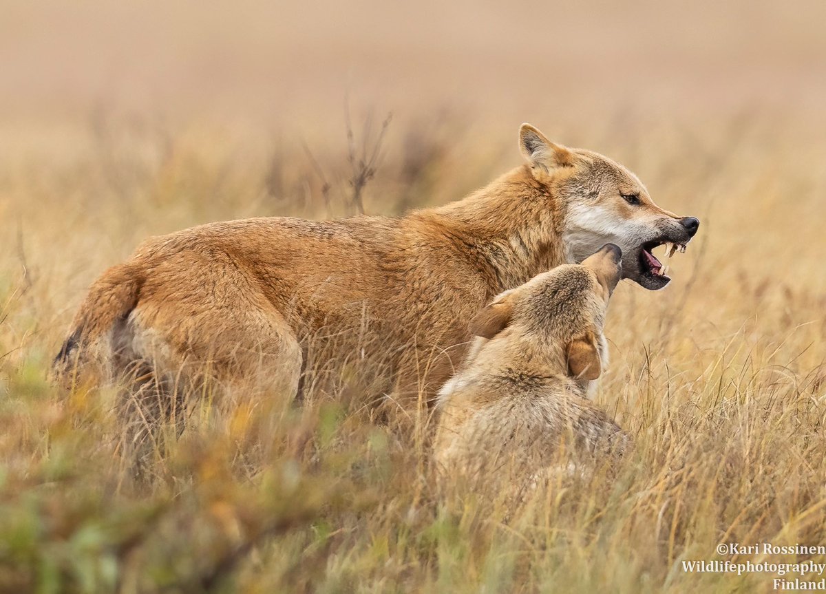KRossinen's tweet photo. Aikuinen susi torjuu pennun lähentelyn. #wolf #wolves #adult #cub https://t.co/1CrB0avM4Z