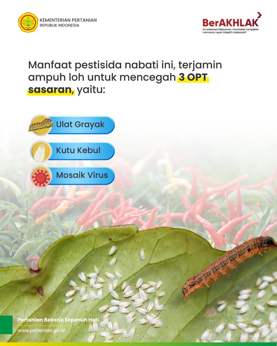 1. Tahukah SobaTani? Ternyata bisa loh, membuat Pestisida Nabati dari Cabai. 

Karena selain rasanya yang pedas, cabai merah memiliki kandungan zat aktif capsaisin yang berkhasiat sebagai stimulan untuk dimanfaatkan menjadi pestisida.
