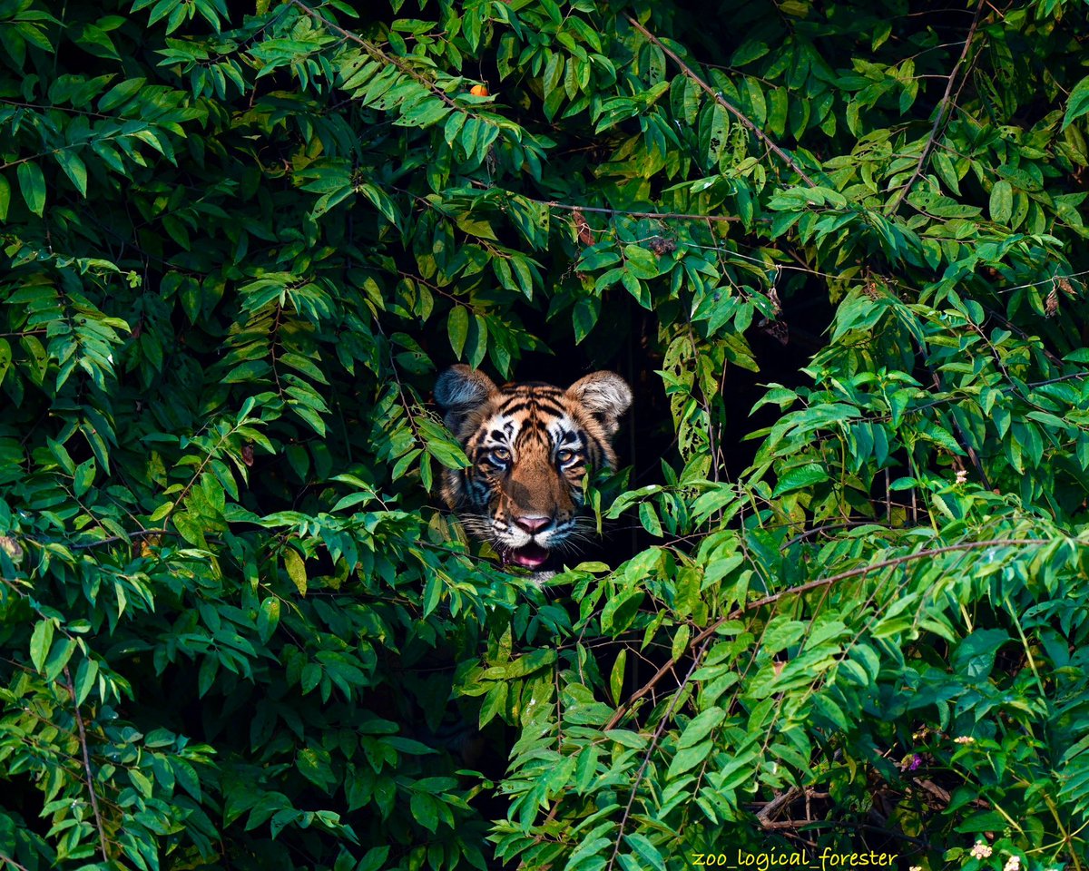 When you notice someone is watching you and it turns out to be a tiger!!  <a href="/rameshpandeyifs/">Ramesh Pandey</a> <a href="/my_rajasthan/">Rajasthan Tourism</a> <a href="/NatureIn_Focus/">Nature inFocus</a> <a href="/incredibleindia/">Incredible!ndia</a> #TwitterNatureCommunity #bigcat #wildlife