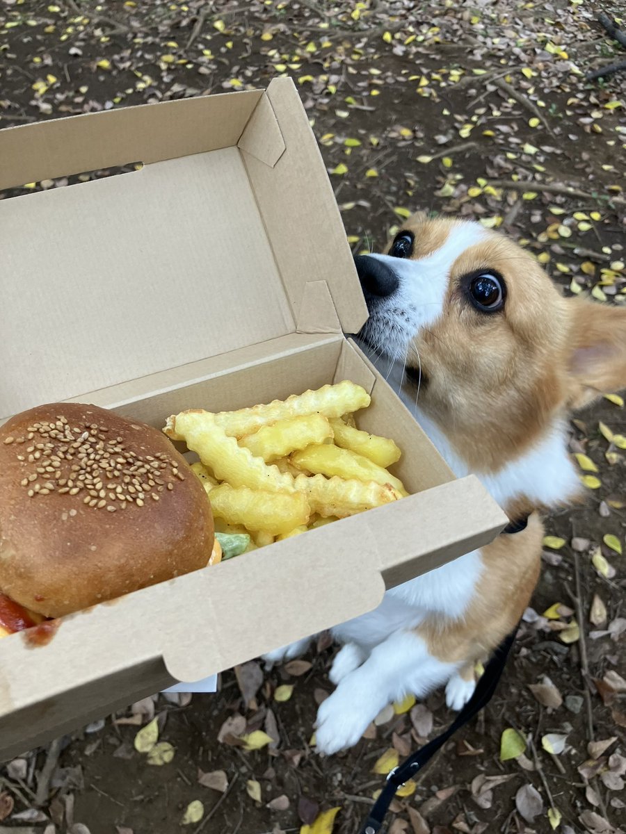 chikuwab_sj's tweet photo. ハンバーガーコーギーセット
#corgy https://t.co/t7KMfzV8K8