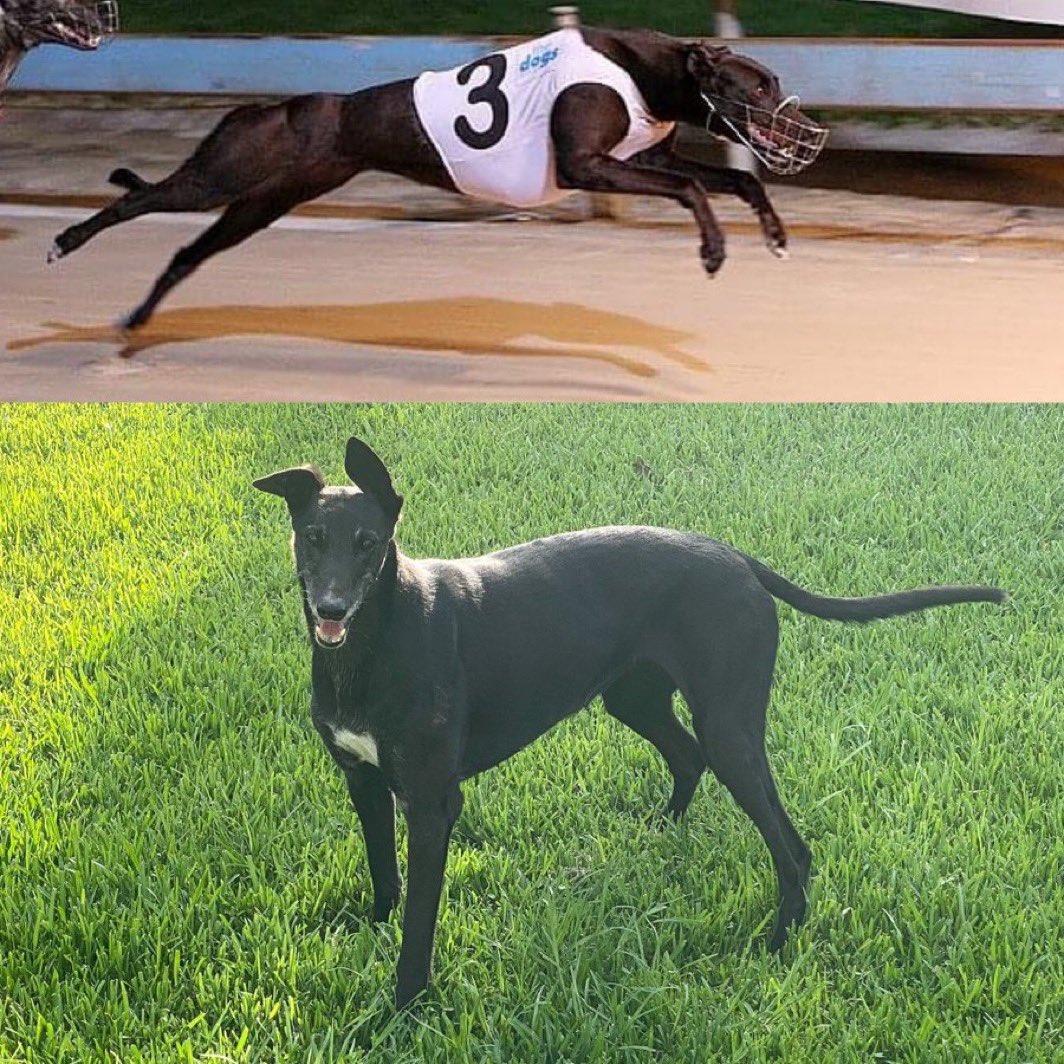 Rob Sheeley tweet media