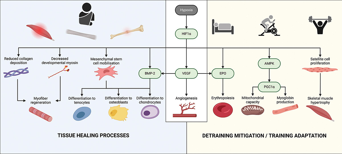 Our latest output now available #openaccess in <a href="/JSportsSci/">Journal of Sports Sciences</a> 

Brilliantly led by <a href="/BenNarang/">Ben Narang</a> together with <a href="/DroleKristina/">Kristina Drole</a> <a href="/barber_james96/">Jimmy Barber</a> &amp; <a href="/DrPSRGoods/">Paul Goods</a> 

Utility of hypoxic  modalities for musculoskeletal injury rehabilitation in athletes

tandfonline.com/doi/full/10.10…