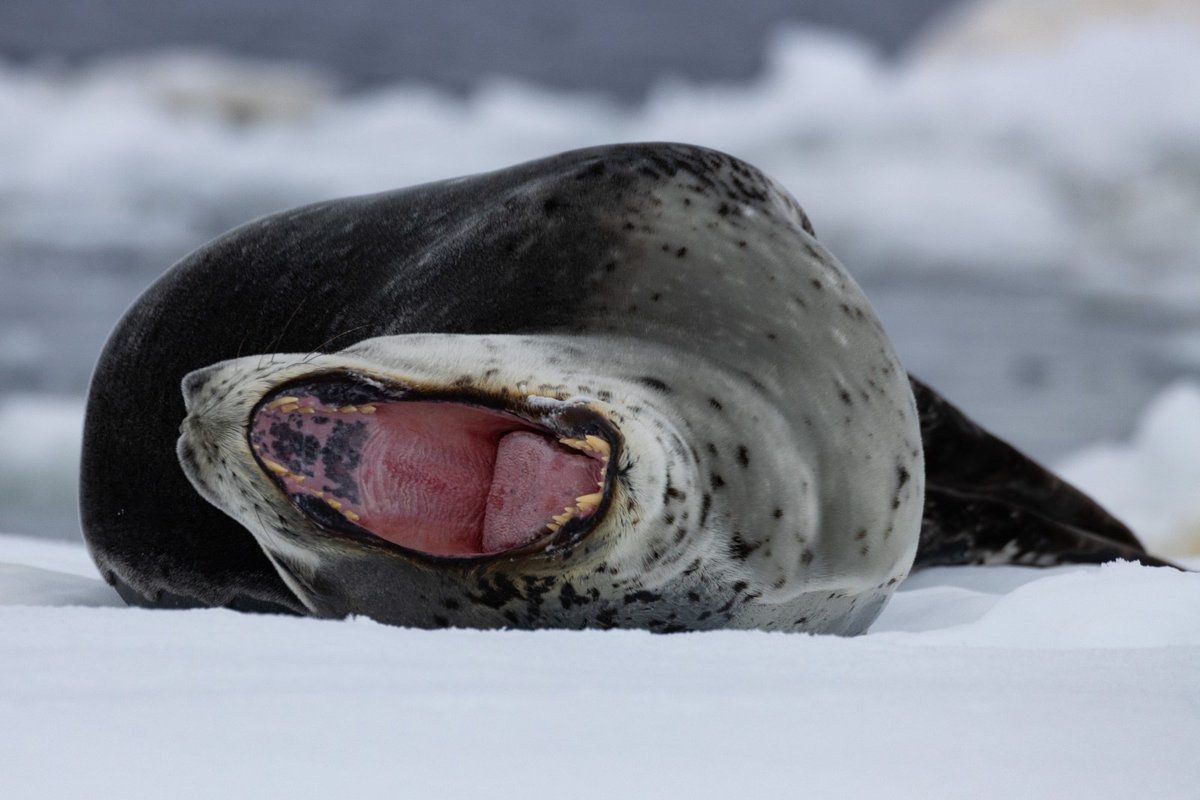 OceanwideExp's tweet image. With their only natural predator being orcas, leopard seals hunt various other marine species, including seals, cephalopods, krill, fish, and penguins. 

Eager to see the #leopardseal in person? Book your place aboard today: ow.ly/l8kc50TRpcB

📸 by Bernd Steinebrunner