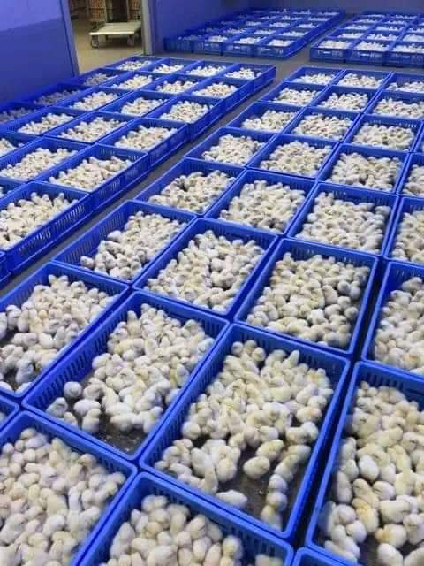 poultryability's tweet image. Day Old Chicks🐤 PRICES FOR 28/10/24
Agrited Broler:₦1,550⬇️
Other Hactery Broler:₦1,500⬇️
Amo Noiler:₦730⬆️
==
Ugo Monye Israel and Iran Pidom Seun Kuti gifted and busy onyeka ONYEKA X LAGOS FASHION WEEK Mr M & Revelation Adora P Diddy Chomzy #gistlover #poultry