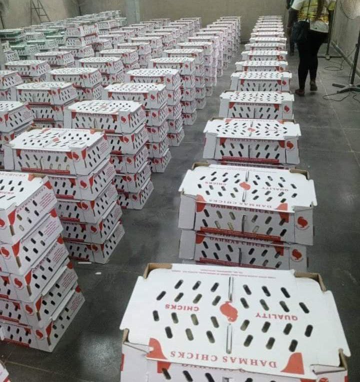 poultryability's tweet image. Day Old Chicks🐤 PRICES FOR 28/10/24
Agrited Broler:₦1,550⬇️
Other Hactery Broler:₦1,500⬇️
Amo Noiler:₦730⬆️
==
Ugo Monye Israel and Iran Pidom Seun Kuti gifted and busy onyeka ONYEKA X LAGOS FASHION WEEK Mr M & Revelation Adora P Diddy Chomzy #gistlover #poultry