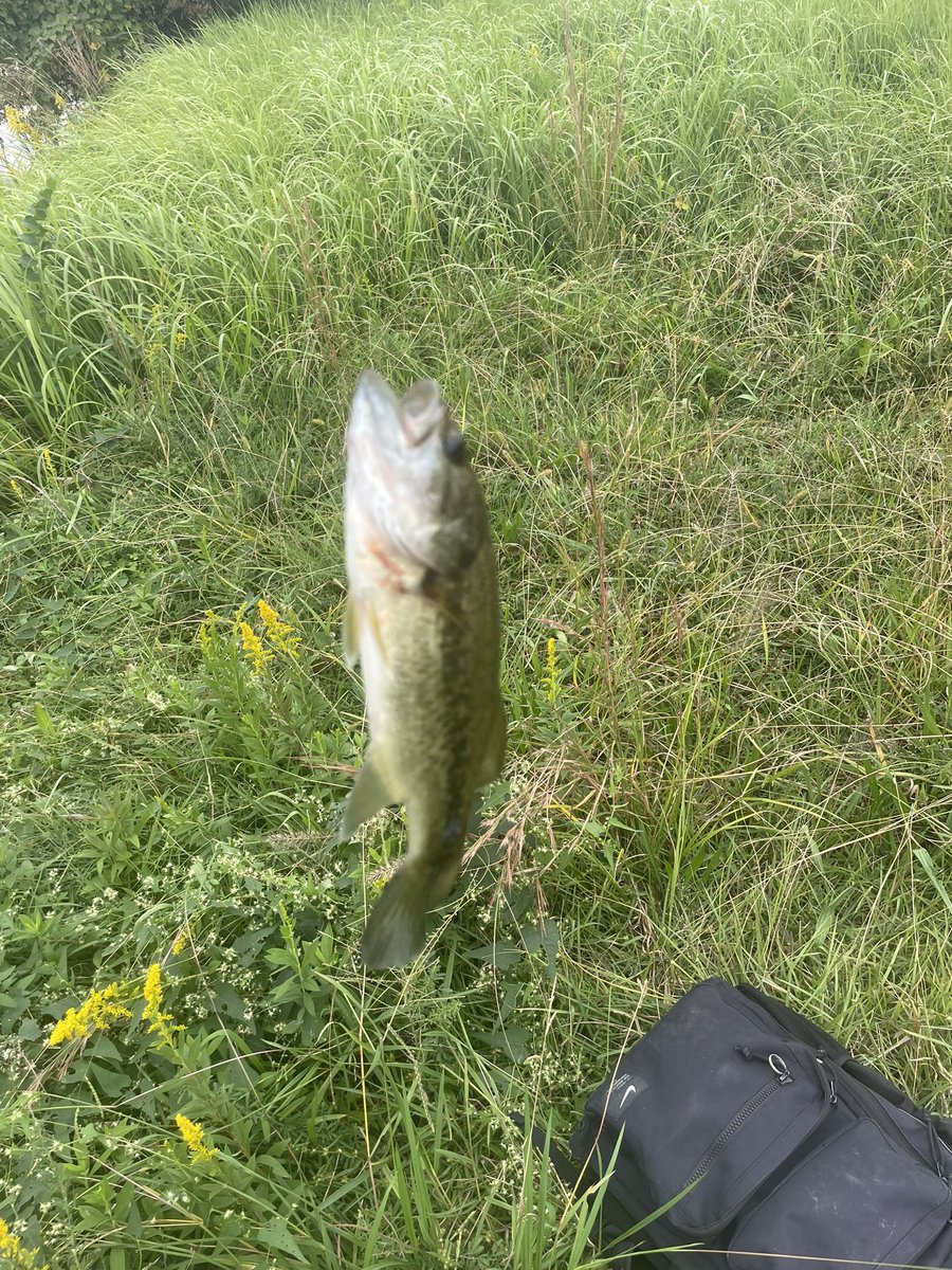 バス釣り初めて1年、初めての１匹。
バスの活性が、良かったので、そのまま４匹まで、いけた。一年長かった（笑）
#バス釣り