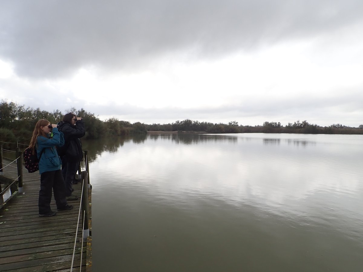 Merops Field Studies tweet media