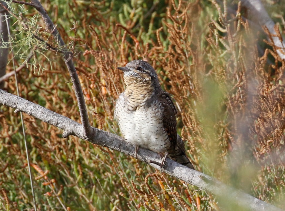 Merops Field Studies tweet media