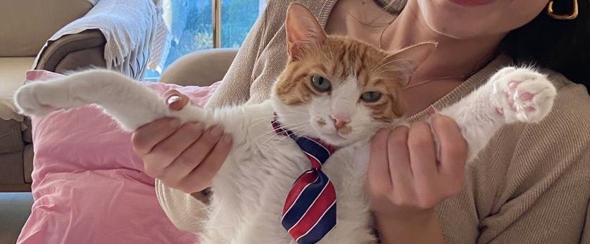 Mama parasını çıkartmak için beyaz yakalı olan kedy