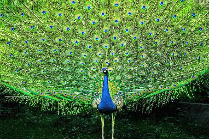 Peacock 🦚 
India