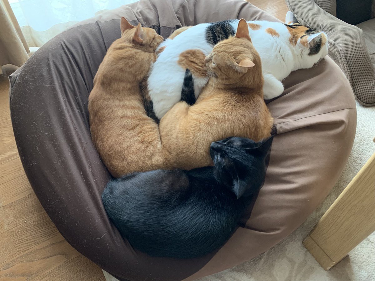 katabami_cat's tweet photo. 朝晩涼しくなって来ましたな〜( ´艸｀)

#保護猫 #猫のいる暮らし https://t.co/uv61Uok1ra