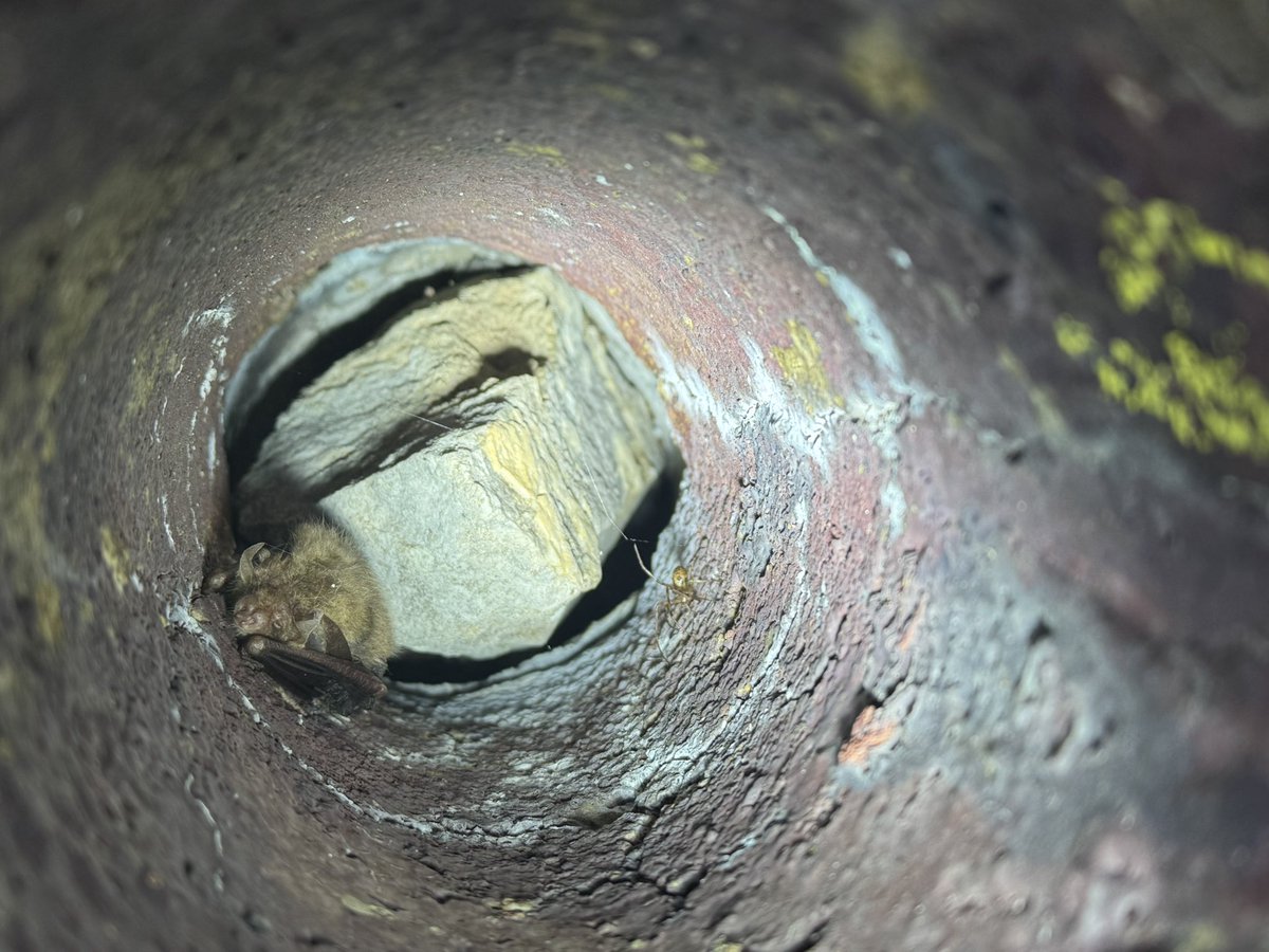 Batworker tweet media