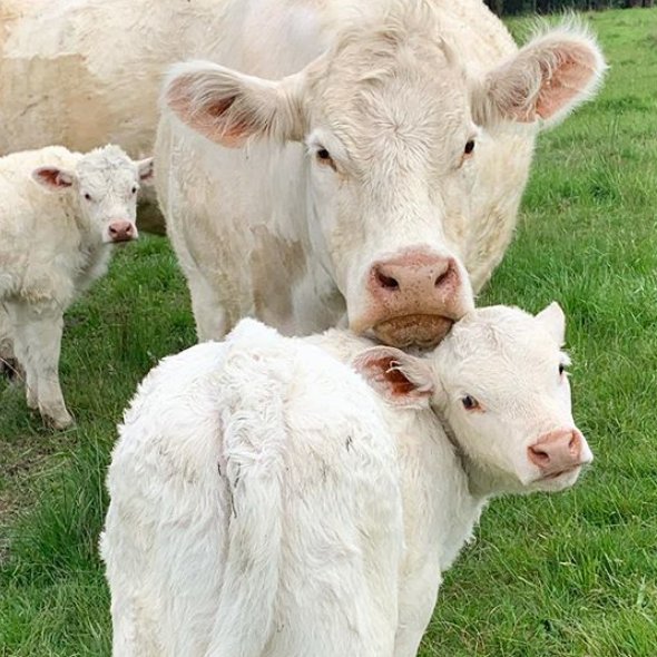 📅 4th November 2024
🐮 Narnia and Ricohet
🏷️ Instagram/horizonhillcharolais
💕#animaloftheday