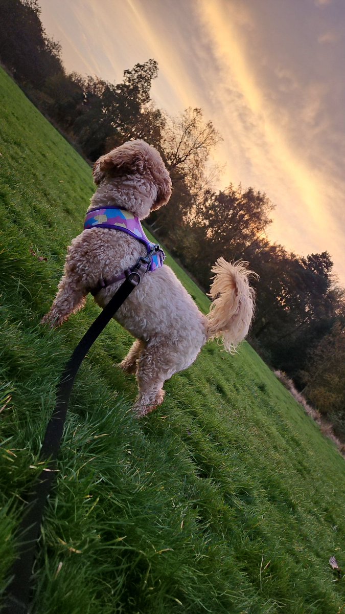 The Golden Leash Wigan Doggy Day Care tweet media