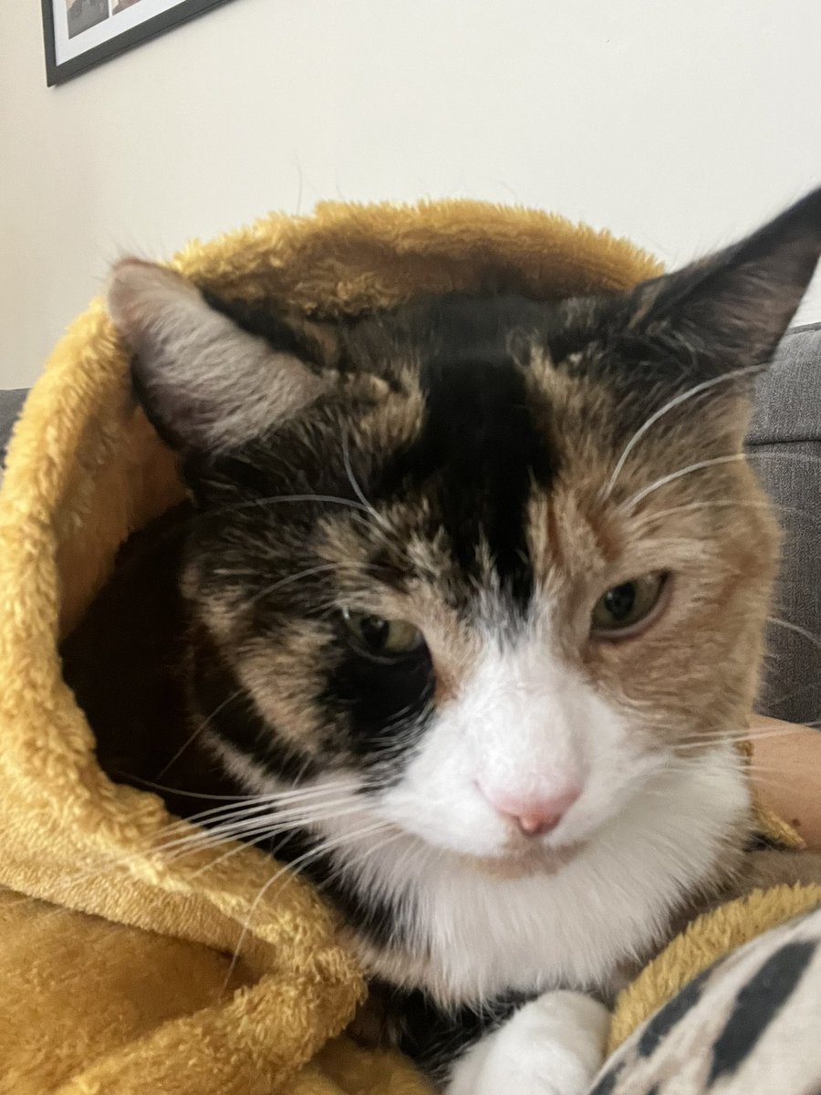 GeographyGe's tweet photo. @lessoncopy Meredith is the same. She’s wrapped herself up in a blanket https://t.co/iAQYsy0fwI
