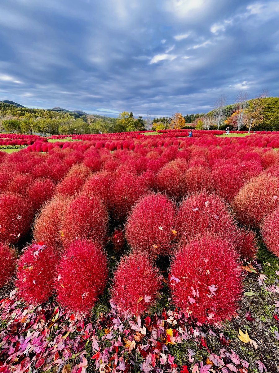 ゆにガーデンに行って来ました。木曜日の写真ですがとっても綺麗でした。