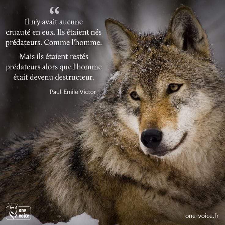 Vie Sil 🕷️ (@viesilyoga) on Twitter photo 