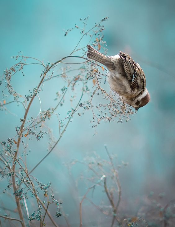 acprimavera3's tweet photo. "Vor meinem Fenster
singt ein Vogel.
Still hör ich zu; mein Herz vergeht.
Er singt,
was ich als Kind besaß
und dann - vergessen."

Arno Holz    26.04.1863 – 26.10.1929

"Das leiseste Zwitschern draus
rührt an mein Herz!" https://t.co/BmbSdptLsQ