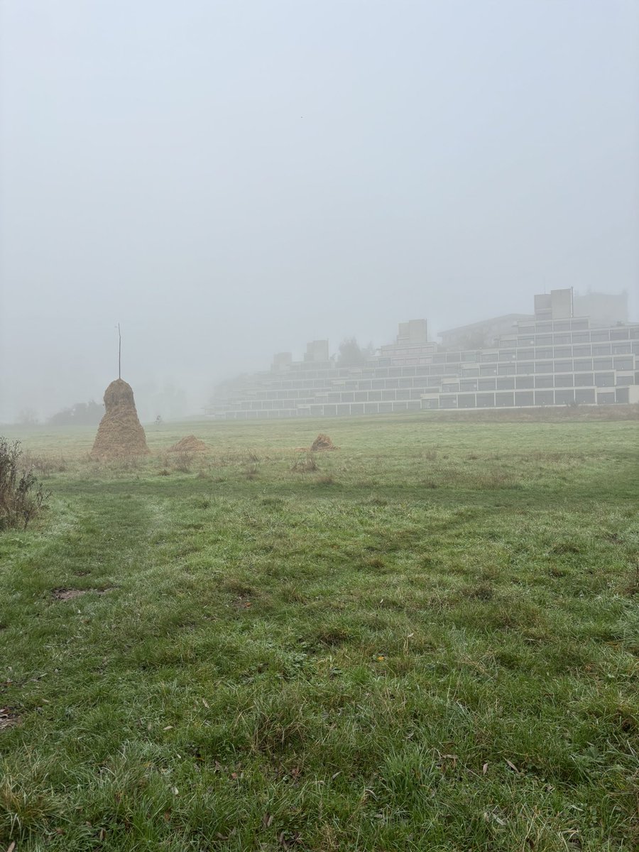 Bokarelli tweet media