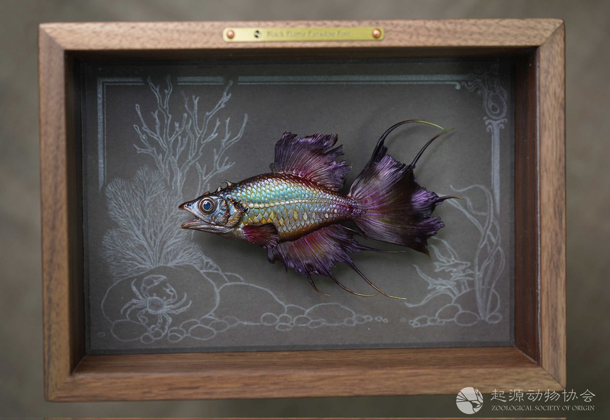 aways_somewhere's tweet image. 【 起源ORIGIN: 黑火焰天堂鱼 】 Black Flame Paradise Fish