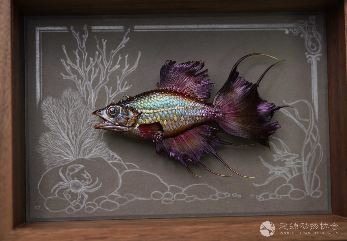 aways_somewhere's tweet image. 【 起源ORIGIN: 黑火焰天堂鱼 】 Black Flame Paradise Fish