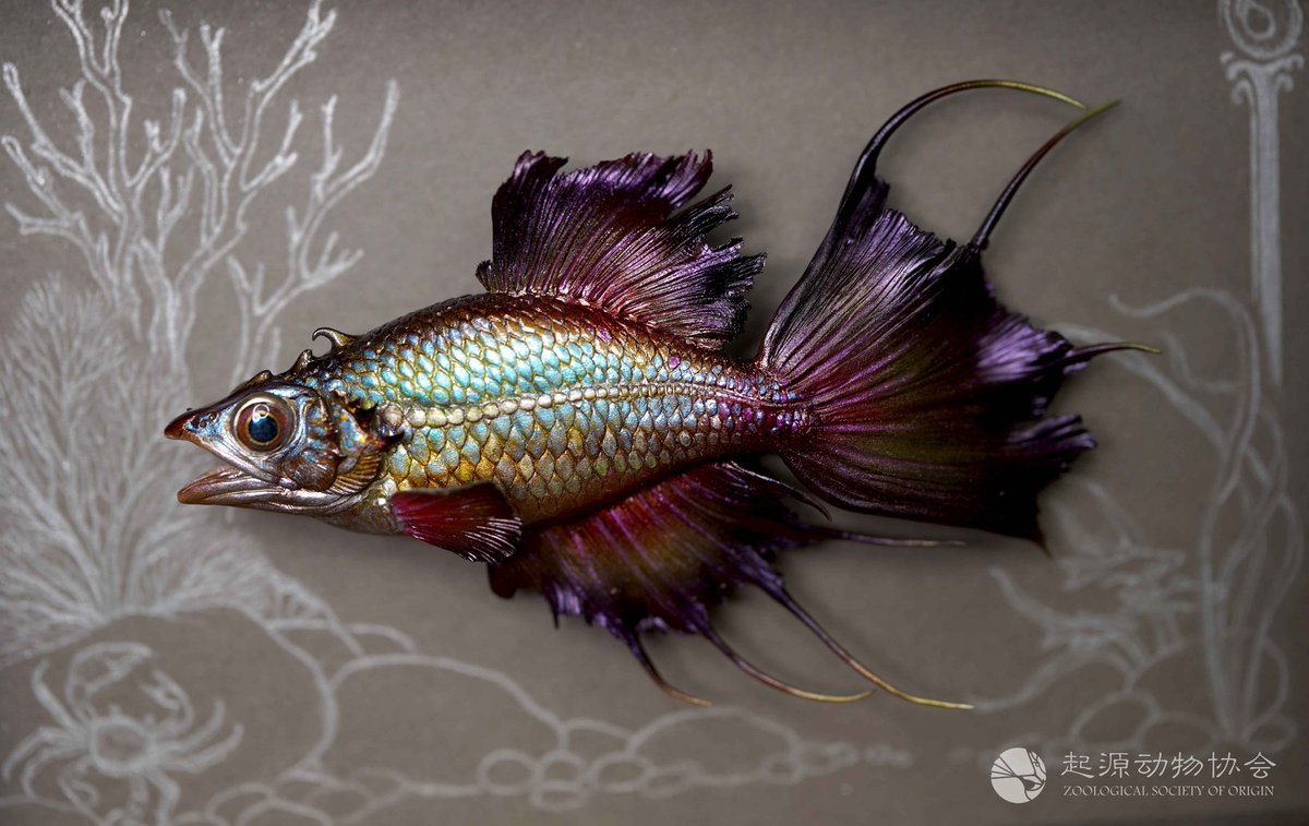 aways_somewhere's tweet image. 【 起源ORIGIN: 黑火焰天堂鱼 】 Black Flame Paradise Fish