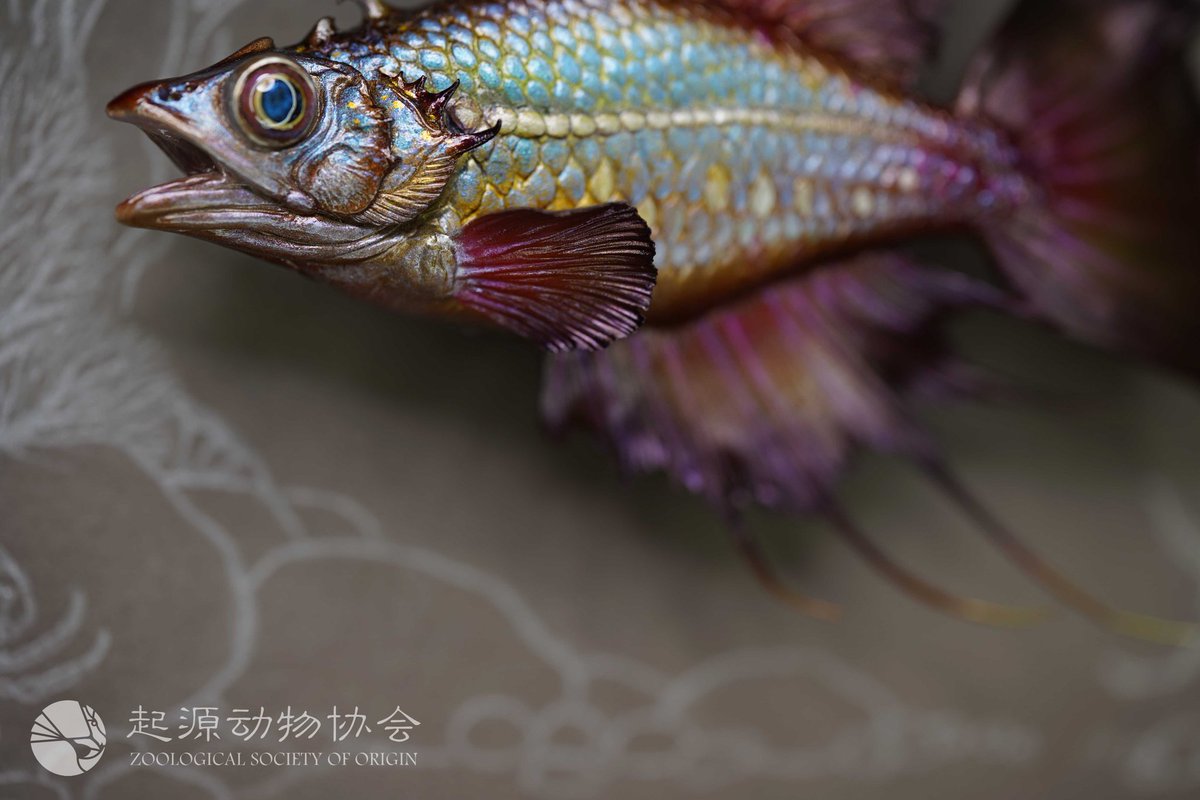 aways_somewhere's tweet image. 【 起源ORIGIN: 黑火焰天堂鱼 】 Black Flame Paradise Fish