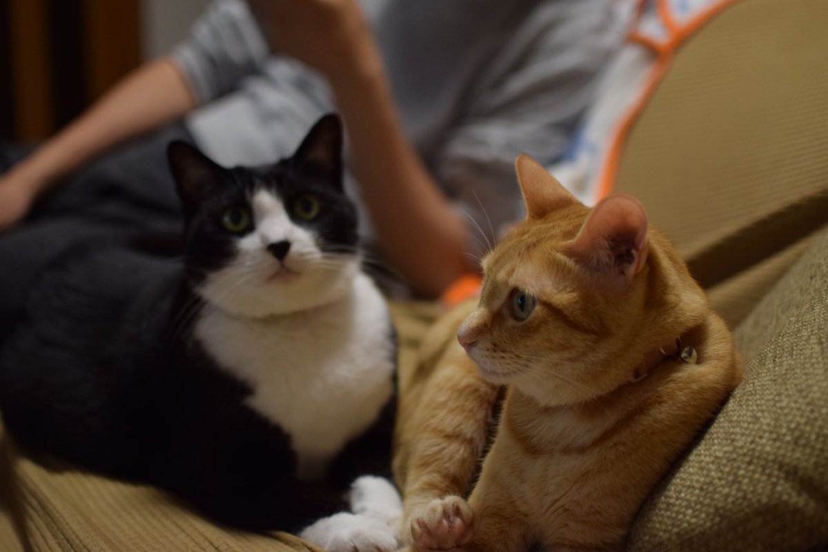 tommy_feast's tweet image. 我が家には猫2匹とアナログゲーム好きの主人がいます。
(棚は引越し当時のものなので今はとっくに満タンになって溢れております)