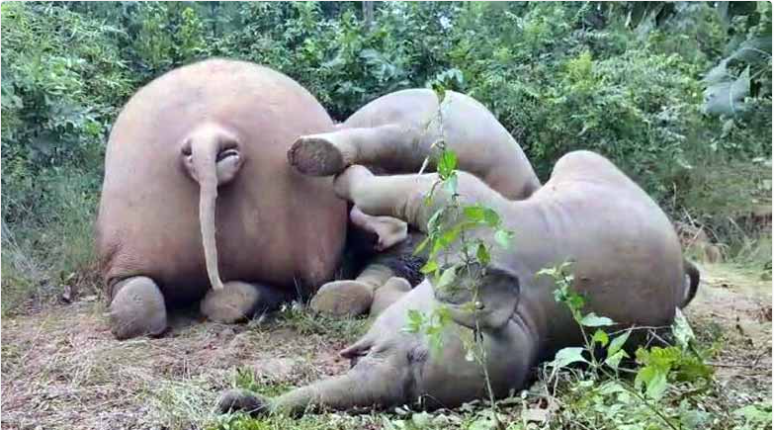 SageEarth's tweet image. 3 Elephants died due to electrocution in the jungles of Chuhukimar, Garghoda Range, Raigad Div, CG. 77 elephants died in last 20 yrs due to electrocution in CG, no one is bothered. @rameshpandeyifs @moefcc @byadavbjp @ChhattisgarhCMO