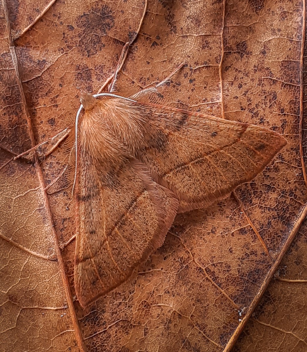 Photography_A_J's tweet photo. The first Feathered Thorn of the year yesterday to light in the North Hampshire garden, they should be regular now until the middle of November. #MothsMatter #TeamMoth https://t.co/ZbYAd5RRqY