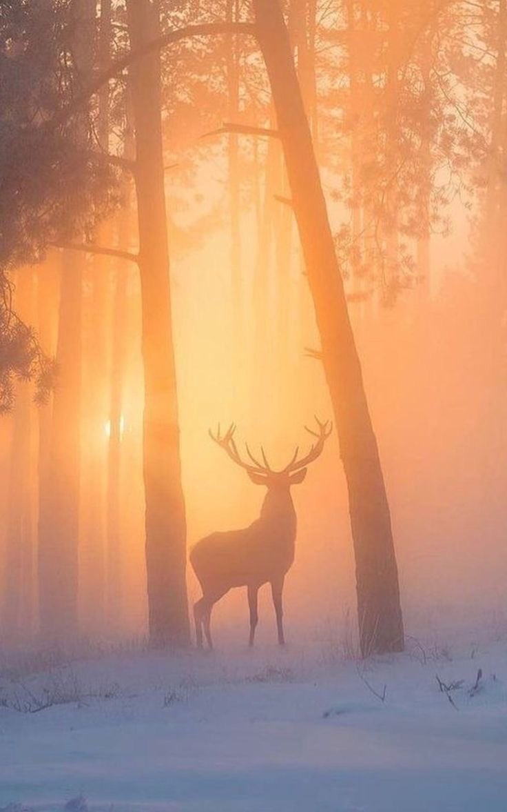 KatanaHugo's tweet photo. Good morning everyone !
#photos #morning #sunrise #deer https://t.co/vsM76KeqRE