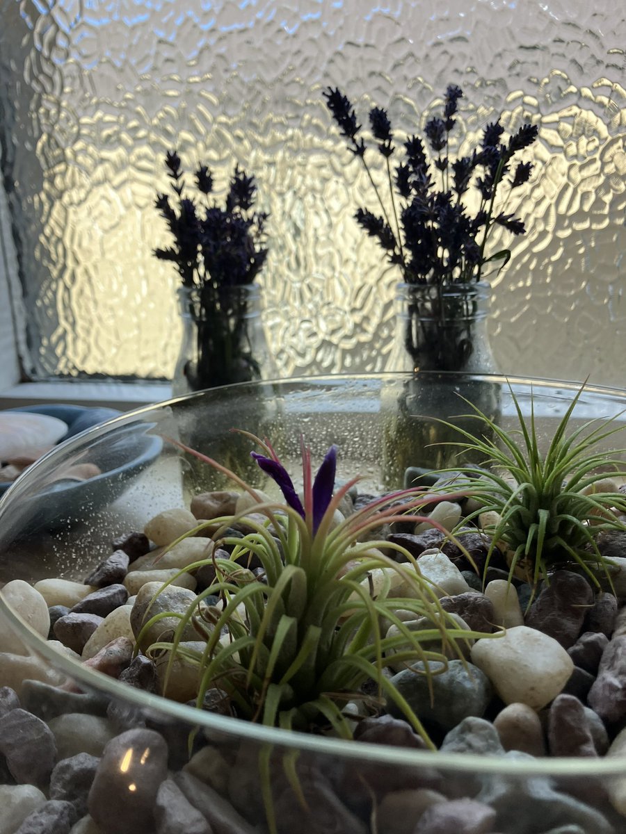 I’ve got several degrees, a nice house, a beautiful wife. I’m most proud of the fact my air plant has flowered 😂