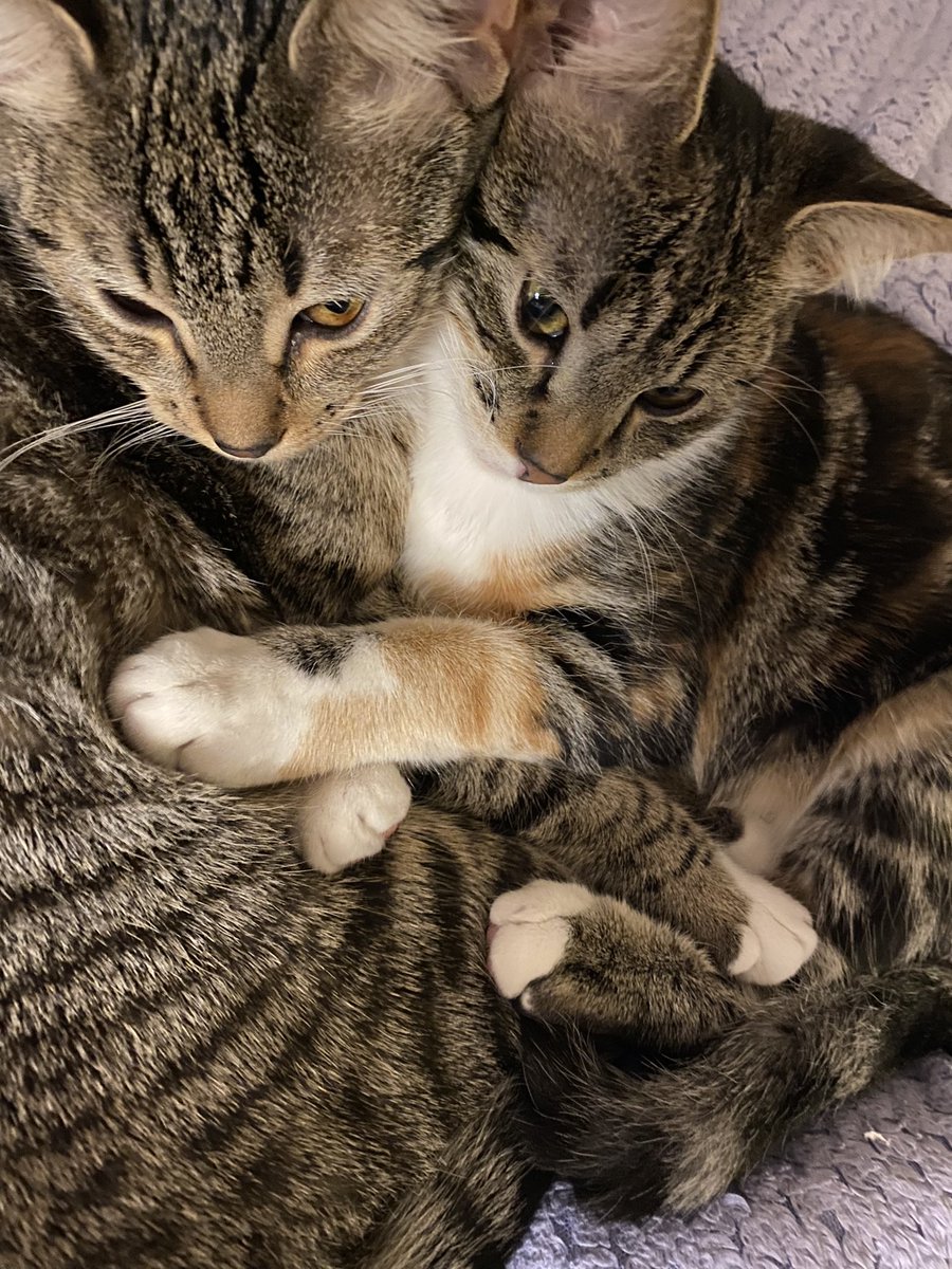 MoonSkyChan's tweet photo. @sevzipz Ur so pretty. I agree with the person who said „they’re cunts”. Sending you love and have a picture of my kitties to cheer you up! https://t.co/jZNt0IpIS9