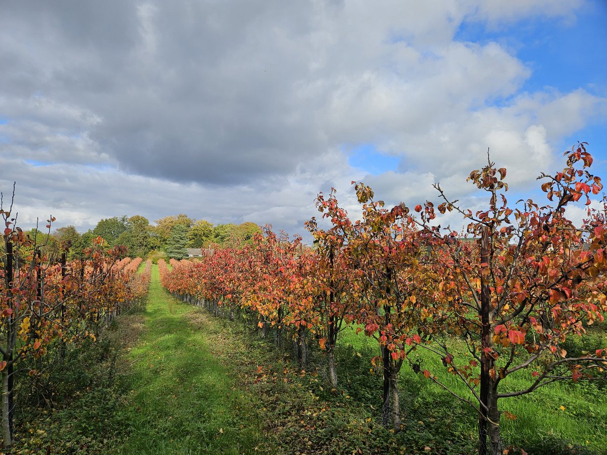 AscensionCider's tweet photo. The pear orchard, post picking, looking awesomely autumnal! https://t.co/zvQ9ZfilSH