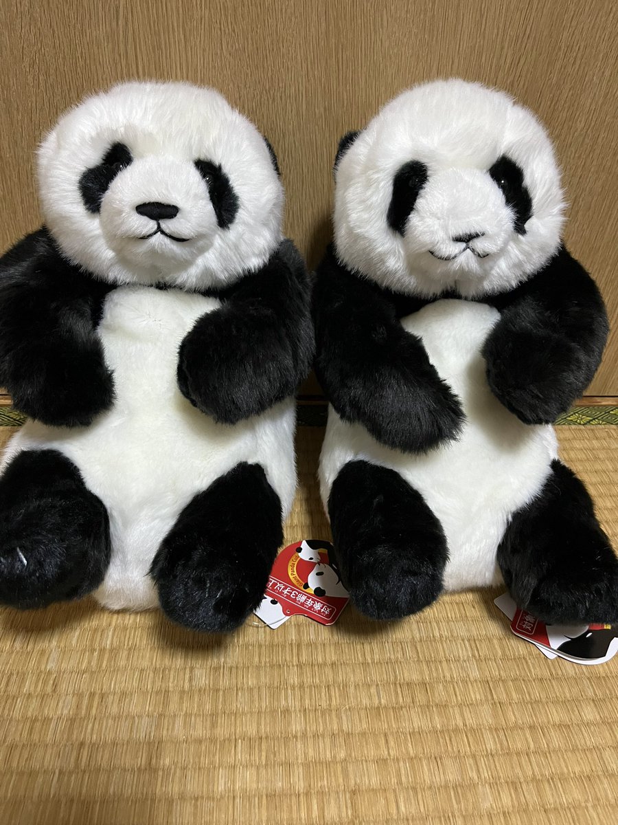 ただいまでしゅ まだ家族は知らない さてどこに隠すか #ぬいぐるみ