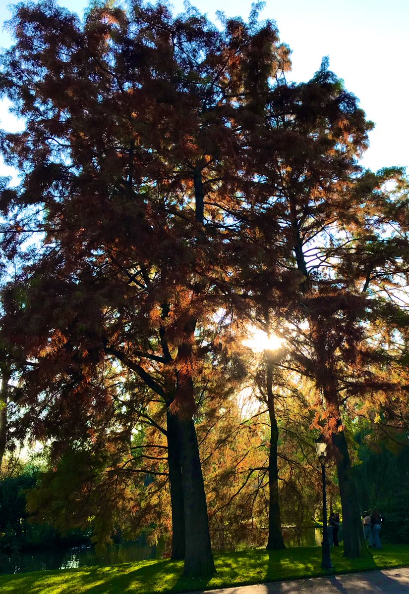 Maurice Backerra tweet media