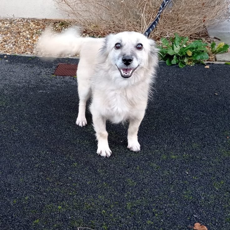 rescuedoggypaws's tweet photo. Introducing little “ Nana “
The most gentle, loving sweetheart you’d ever meet.
She is in foster in #SouthWales &amp; more than ready for her forever family
She loves meeting new people &amp; other dogs &amp; also enjoys a bath &amp; visiting the coffee shop where she gets to be fussed
#cardiff https://t.co/7zdzOiShkp