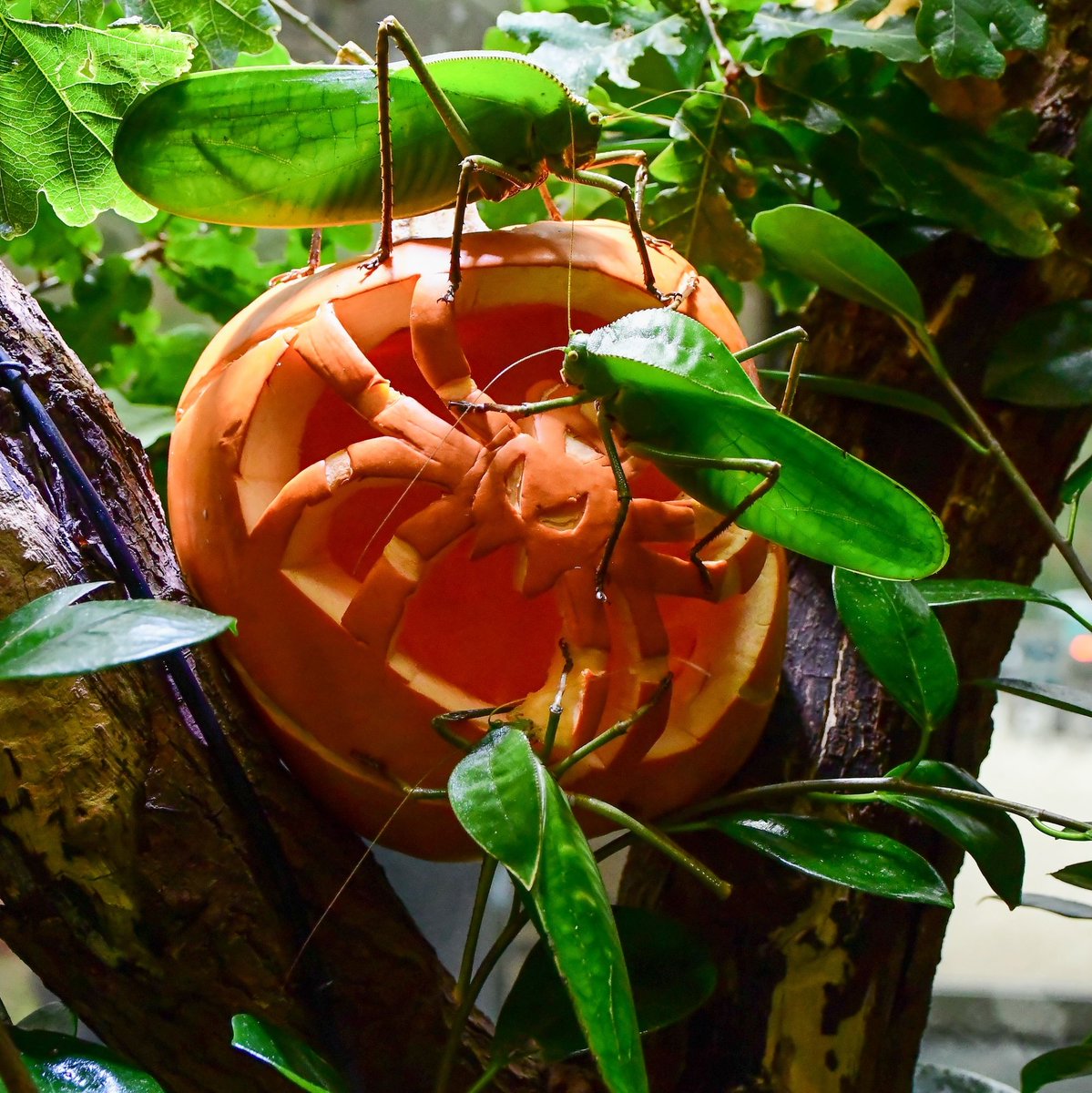 Jersey Zoo tweet media