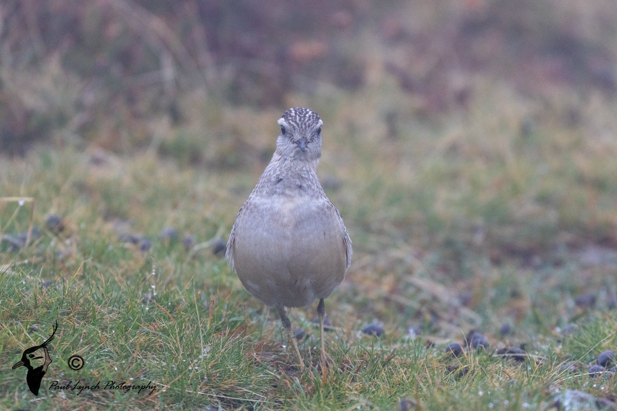 Alone on a misty mountain, I had a wonderful encounter with this Dotterel. I sat and watched it preen and doze from about 10m before it started feeding and walking right past where I was sitting.
