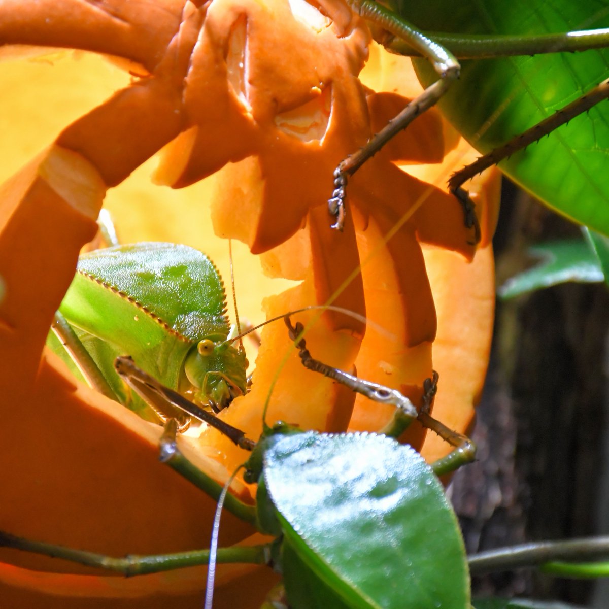 Jersey Zoo tweet media