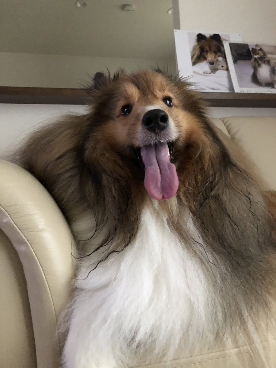 たまにはお散歩の写真をば。家の方を見て立ち止まっている悲壮の佐吉。
大体いつも50分くらい歩いてます。図に乗ると1時間半は帰りません。