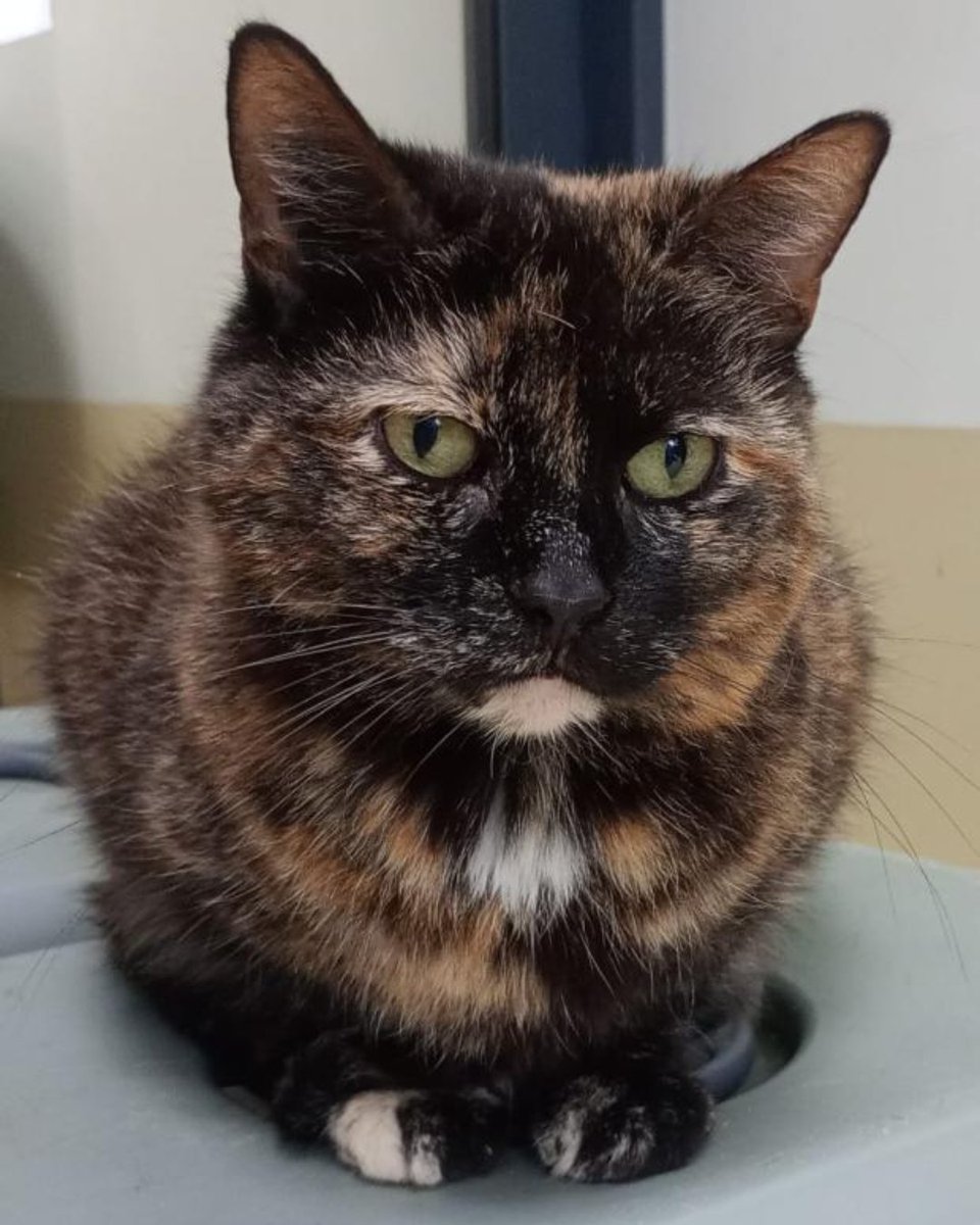 FBB_Officiel's tweet image. #SOSADOPTION

Plume, 10 ans, impatiente de connaître l’amour d’un foyer

« Bonjour ! Je suis PLUME, vous avez vu mes beaux yeux ? Notre maîtresse avait beaucoup de chats, mais plus de logement...

J&apos;ai l&apos;air si jeune et pourtant j&apos;ai déjà 10 ans.

Je suis très câline et calme, je…