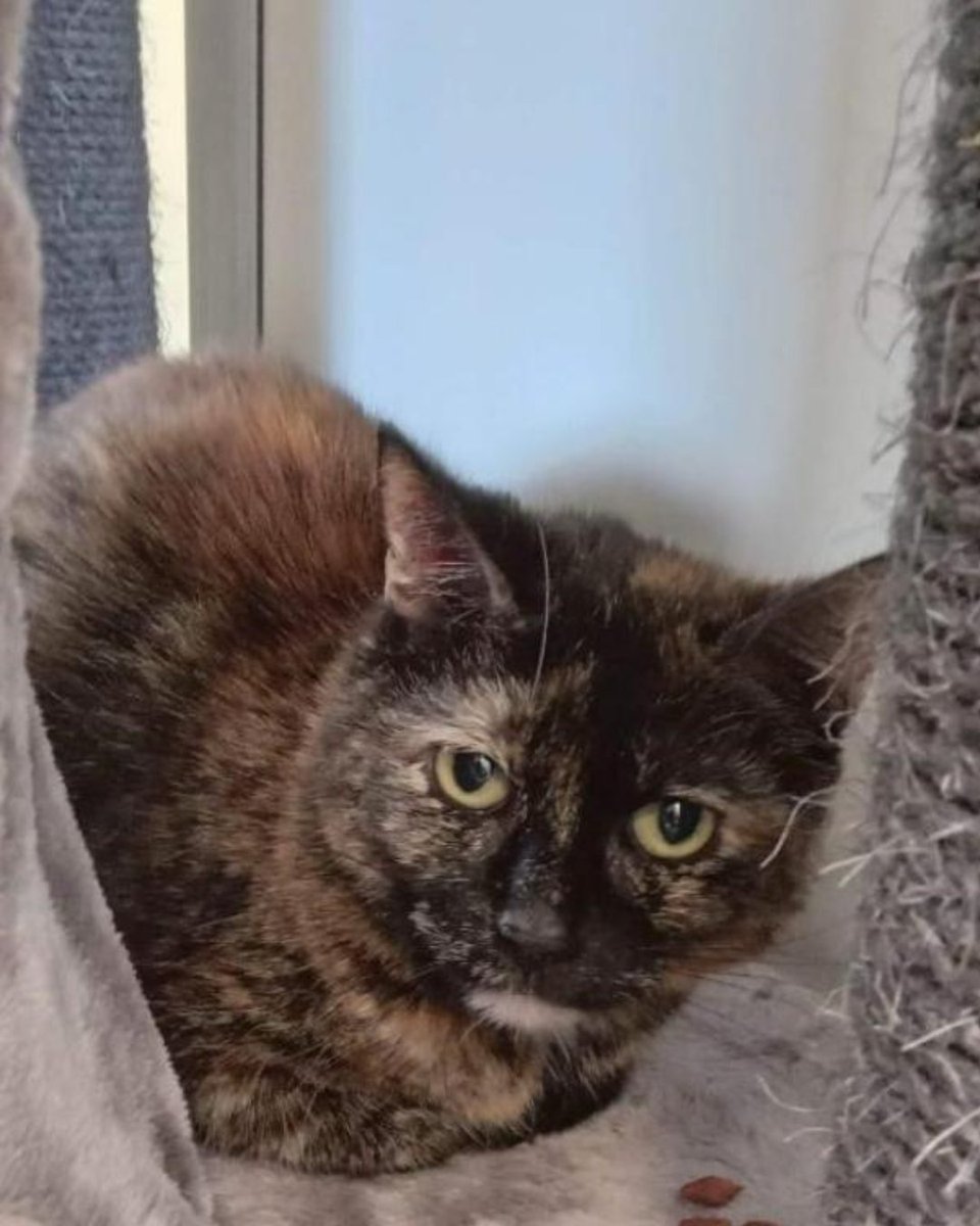 FBB_Officiel's tweet image. #SOSADOPTION

Plume, 10 ans, impatiente de connaître l’amour d’un foyer

« Bonjour ! Je suis PLUME, vous avez vu mes beaux yeux ? Notre maîtresse avait beaucoup de chats, mais plus de logement...

J&apos;ai l&apos;air si jeune et pourtant j&apos;ai déjà 10 ans.

Je suis très câline et calme, je…