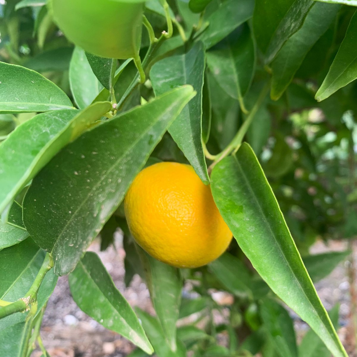 Lady Muck tweet media