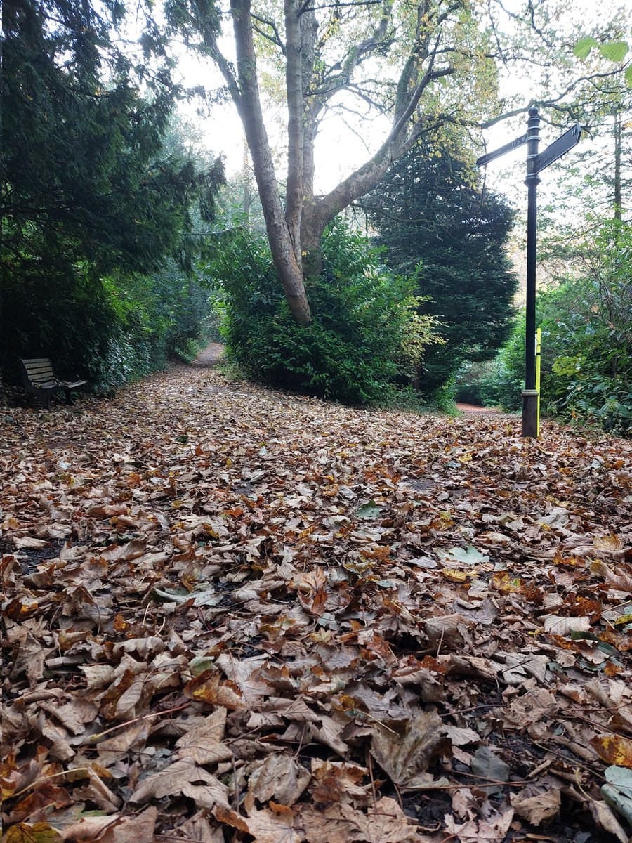 wigsterr's tweet photo. The paths at Parkrun in Jesmond Dene this morning were a bit leafy! It was a lovely autumnal morning for volunteering, or running. https://t.co/TTvoy9QsTd
