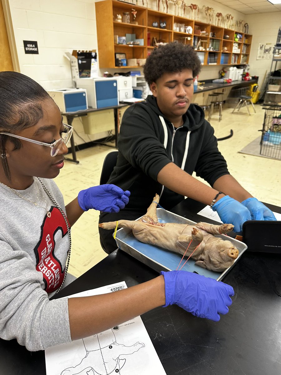 Vet Science associates are “hands on” as they dissect pigs. <a href="/DLinnBwell/">中年独身男_tokyo</a>