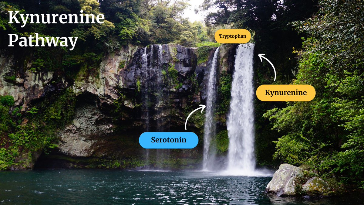\ The Kynurenine Pathway
It's helpful to think of this metabolic pathway as a waterfall with 2 streams. 

Tryptophan enters the pathway and rapidly 'flows' downstream where it's modified into different metabolites.

Like the image below, there is a larger branch and a smaller